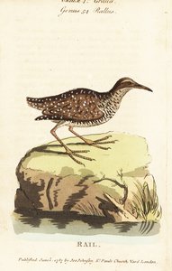 Buff-banded rail, Gallirallus philippensis by John Latham