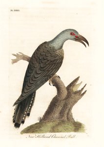 Channel-billed cuckoo, Scythrops novaehollandiae (Australasian channel-bill, Psittaceous hornbill). Handcoloured copperplate drawn and engraved by John Latham from his own A General History of Birds, Winchester