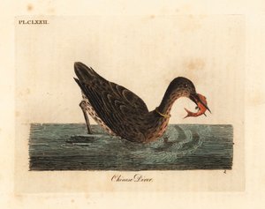 Cormorant used for fishing in Asia, perhaps a great cormorant, Phalacrocorax carbo, or Japanese cormorant, Phalacrocorax capillatus. Handcoloured copperplate drawn and engraved by John Latham from his own A General History of Birds, Winchester