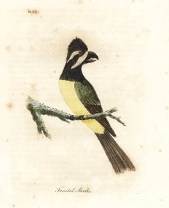 Crested Shrikepetit. Handcoloured Copperplate by John Latham from A General History of Birds, Winchester by John Latham