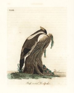 Crimson-crested Woodpecker, Campephilus melanoleucos (Buff-crested Woodpecker, Picus melanoleucus). Based on a Skin in the Leverian Museum. Handcoloured Copperplate Drawn and Engraved by John Latham from His Own A General History of Birds, Winchester by John Latham