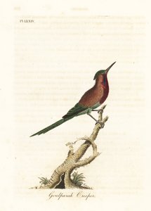 Crimson Sunbird, Aethopyga siparaja seheriae (Goulpourah Creeper). Handcoloured Copperplate Drawn and Engraved by John Latham from His Own A General History of Birds, Winchester by John Latham