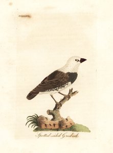 Diamond firetail, Stagonopleura guttata (Spotted-sided grosbeak, Fringilla leucocephala). Handcoloured copperplate drawn and engraved by John Latham from his own A General History of Birds, Winchester by John Latham