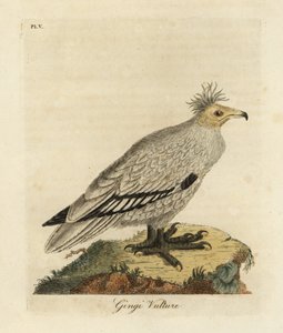 Egyptian Vulture