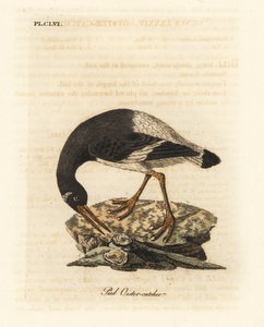 Eurasian or foot oystercatcher, Haematopus ostralegus. Handcoloured copperplate drawn and engraved by John Latham from his own A General History of Birds, Winchester by John Latham