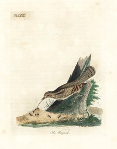 Eurasian Wryneck. Handcoloured Copperplate by John Latham from A General History of Birds, Winchester