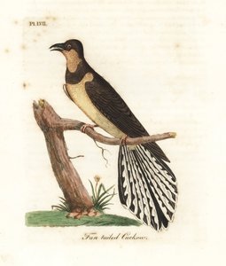 Fan-tailed cuckoo, Cacomantis flabelliformis (Fan-tailed cuckow, Cuculus flabelliformis)