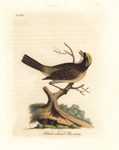 Golden-crowned Sparrow, Zonotrichia Atricapilla (Black-crowned Bunting, Emberiza Atricapilla)