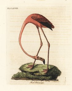 Greater Flamingo, Phoenicopterus Roseus, or American Flamingo, Phoenicopterus Ruber (Red Flamingo, Phaenicopterus Ruber) by John Latham