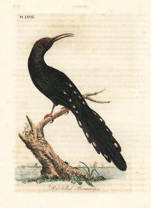 Green Wood Hoopoe, Phoeniculus purpureus (Red-billed Promerops, Upupa erythrorynchos). Handcoloured copperplate drawn and engraved by John Latham from his own A General History of Birds, Winchester
