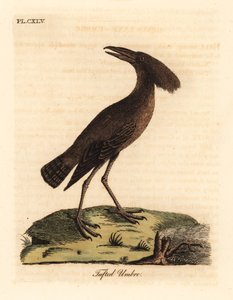 Hamerkop, Scopus umbretta. Handcoloured Copperplate Drawn and Engraved by John Latham from His Own A General History of Birds, Winchester by John Latham