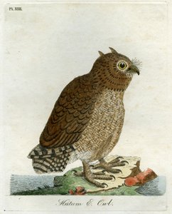 Hutum Owl, 1821