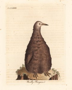 King Penguin, Aptenodytes Patagonicus, Juvenile (Woolly Penguin)