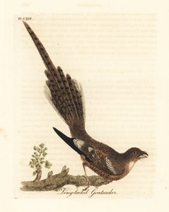 Long-tailed Nightjar, Caprimulgus climacurus. Handcoloured Copperplate Drawn and Engraved by John Latham from His Own A General History of Birds, Winchester