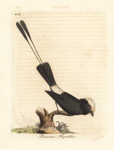 Long-tailed tyrant, Colonia colonus. Handcoloured copperplate drawn and engraved by John Latham from his own A General History of Birds, Winchester