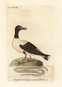 Magpie goose, Anseranas semipalmata, and anatomical detail of its trachea. (Semipalmated duck, Anas semipalmatus.) Handcoloured copperplate drawn and engraved by John Latham from his own A General History of Birds, Winchester by John Latham
