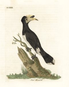 Malabar Pied Hornbill. Handcoloured Copperplate by John Latham from A General History of Birds, Winchester