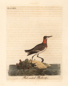 Red-necked Phalarope. Handcoloured Copperplate by John Latham from A General History of Birds, Winchester