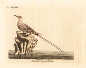 Red-tailed tropic bird, Phaethon rubricauda. Handcoloured copperplate drawn and engraved by John Latham from his own A General History of Birds, Winchester