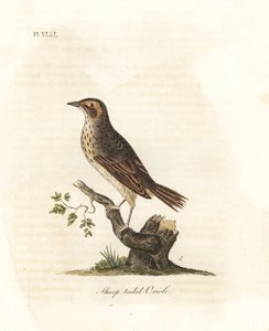 Saltmarsh Sparrow. Handcoloured Copperplate by John Latham from A General History of Birds, Winchester