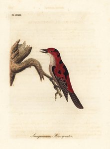 Scarlet Myzomela, Myzomela sanguinolenta (Sanguineous Honey-eater, Certhia sanguinolenta). Australia. Handcoloured copperplate drawn and engraved by John Latham from his own A General History of Birds, Winchester by John Latham