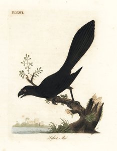Smooth-billed ani or lesser ani, Crotophaga ani. Handcoloured copperplate drawn and engraved by John Latham from his own A General History of Birds, Winchester