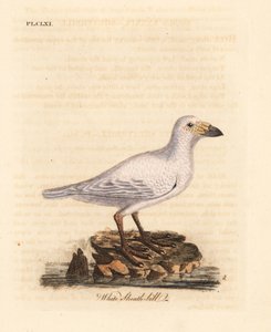 Snowy Sheathbill, Chionis albus. Handcoloured Copperplate Drawn and Engraved by John Latham from His Own A General History of Birds, Winchester