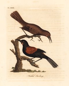 Southern Saddleback, Male and Female. Handcoloured Copperplate by John Latham from A General History of Birds, Winchester by John Latham