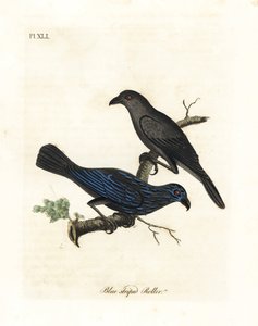 Striated Starling. Handcoloured Copperplate by John Latham from A General History of Birds, Winchester