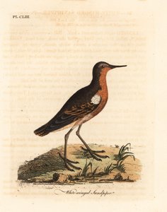 Tahitian sandpiper, Prosobonia leucoptera. Extinct. (White-winged sandpiper, Tringa leucoptera.) Handcoloured copperplate drawn and engraved by John Latham from his own A General History of Birds, Winchester