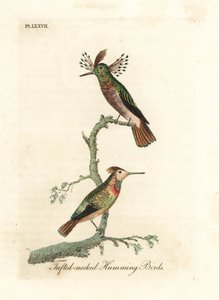 Tufted Cocks, Lophornis Ornatus (Tufted-necked Hummingbirds, Trochilus Ornatus)