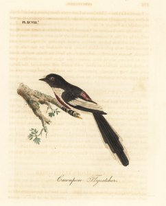 White-bellied minivet, Pericrocotus erythropygius (Cawnpore flycatcher). India. Handcoloured copperplate drawn and engraved by John Latham from his own A General History of Birds, Winchester