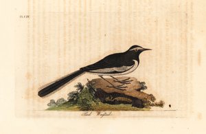 White-browed wagtail, Motacilla maderaspatensis. Handcoloured copperplate drawn and engraved by John Latham from his own A General History of Birds, Winchester by John Latham