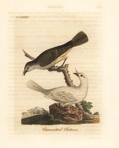 White bellbird, Procnias albus, male and female (Carunculated chatterer, Ampelis carunculata). Handcoloured copperplate drawn and engraved by John Latham from his own A General History of Birds, Winchester