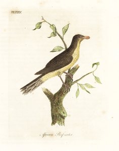 Yellow-billed Oxpecker. Handcoloured Copperplate by John Latham from A General History of Birds, Winchester