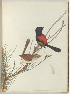 Scarlet & Black Warbler