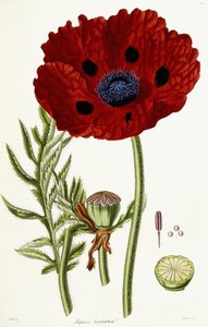 Papaver Bracteatum