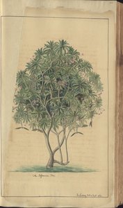 A page from the 