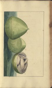 A page from the 