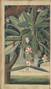 A Page from the 