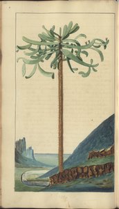 A page from the 