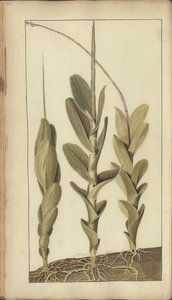 A page from the 