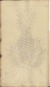 A page from the 