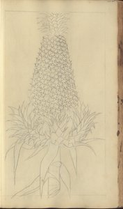 A page from the 