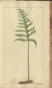 A page from the 