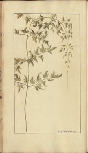 A page from the 