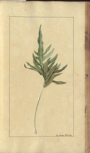 A Page from the 