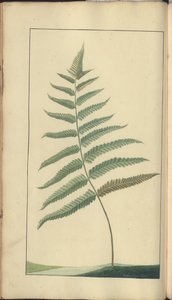 A Page from the 