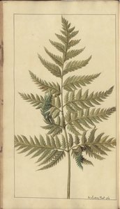 A Page from the 