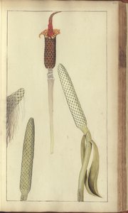 A page from the 